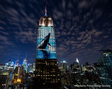 El nuevo video de Sia tiene como centro a las especies en peligro de extinción