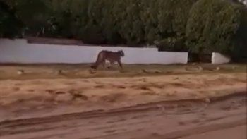 villa gesell: suspendieron las clases en el turno tarde por los pumas sueltos villa gesell: suspendieron las clases en el turno tarde por los pumas sueltos