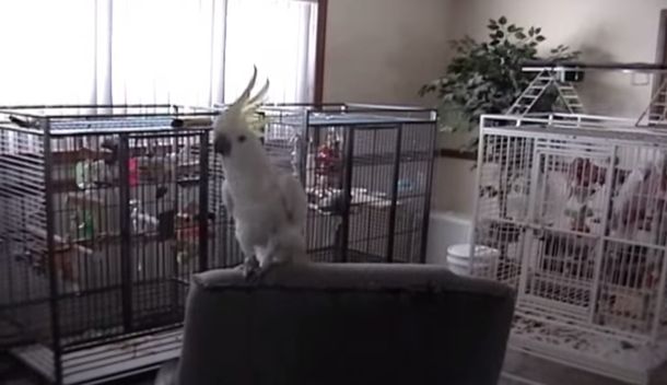 La Cacatúa rockera: le ponen un tema de Queen y baila al ritmo de la música