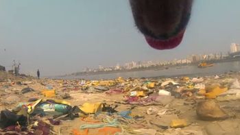 mira como ve el mundo un perro callejero mira como ve el mundo un perro callejero