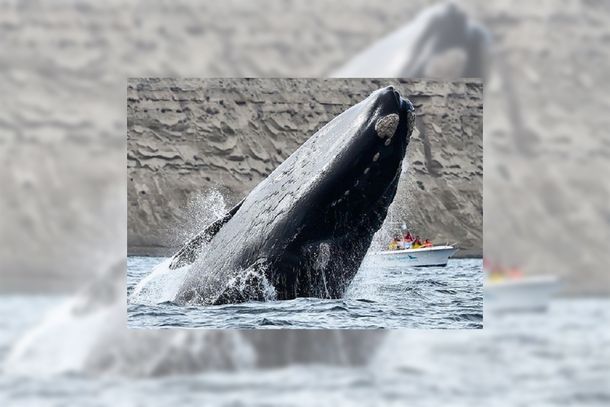 Ballena franca austral