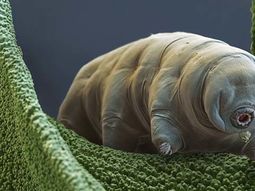 Un raro animal podría proteger el ADN humano