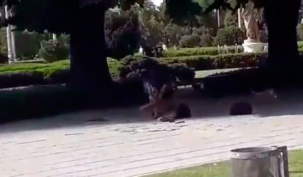 Brutal pelea en La Plata: un hombre apuñaló salvajemente a otro a la vista de todos