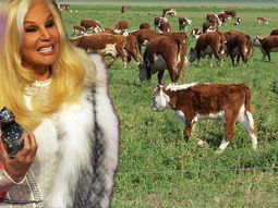 Susana y un conflicto con las vacas: ¿de qué se trata?
