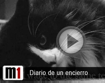 Gato - columna 2