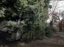 Los fuertes viento provocaron la caída de árboles Los fuertes viento provocaron la caída de árboles