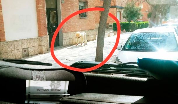 Viol&oacute; la cuarentena por coronavirus en Espa&ntilde;a disfrazado de perro
