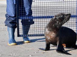 Devolvieron al mar un lobo marino rescatado en el Riachuelo