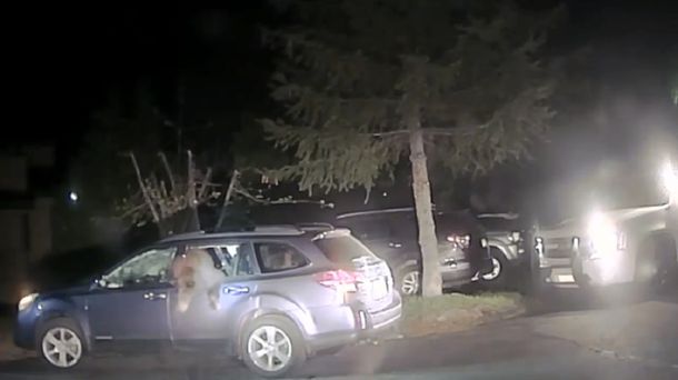 Los sheriffs tuvieron que rescatar al oso curioso que quedó atrapado en el auto