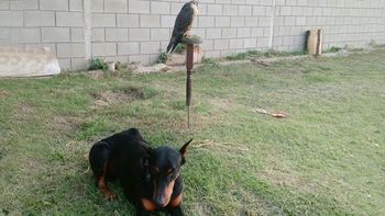 Los ladrones mataron al perro y se llevaron al halcon Los ladrones mataron al perro y se llevaron al halcon