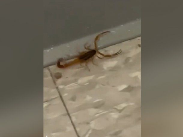 Encontraron nuevo alacrán en el Lengüitas