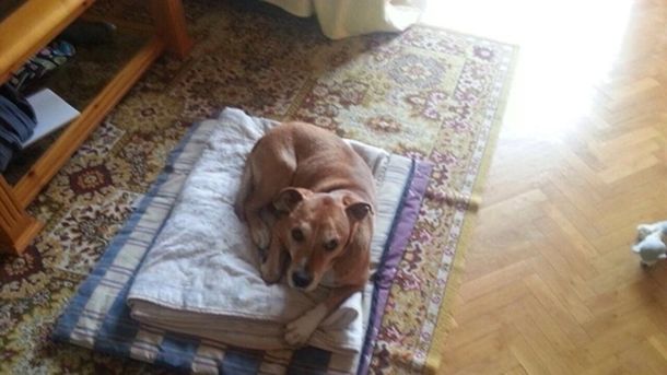 Lanzan campaña para evitar sacrificar al perro de la española contagiada de Ébola