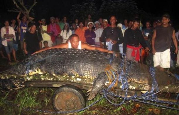Mega croco
