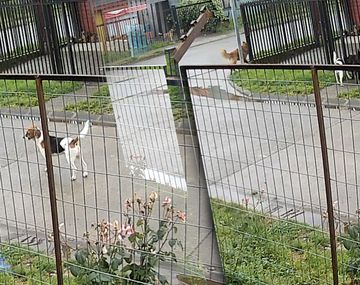 VIDEO: La reacción de un grupo de perros ante el sismo en Chile