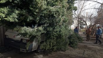 Los fuertes viento provocaron la caída de árboles Los fuertes viento provocaron la caída de árboles