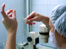 preservaran los ovulos de las mujeres con cancer para garantizar su fertilidad preservaran los ovulos de las mujeres con cancer para garantizar su fertilidad