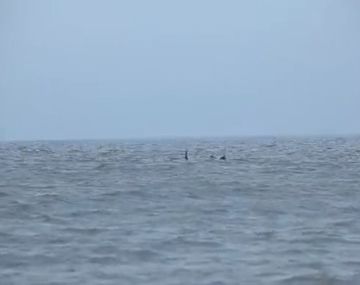 El supuesto monstruo marino de Skegness