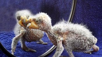 Lorito feo 2 Lorito feo 2