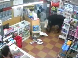 Una vaca entró a una librería en Entre Ríos y provocó la sorpresa de los clientes