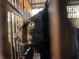 Tras pasar 10 años en una jaula, un oso vio la luz por primera vez