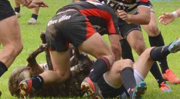 Córdoba ya tiene su nueva atracción: el perro rugbier