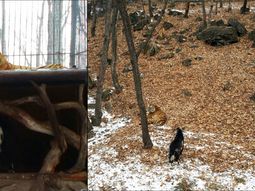 le dieron una cabra para su almuerzo pero el tigre se hizo amigo de su presa le dieron una cabra para su almuerzo pero el tigre se hizo amigo de su presa