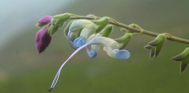 La flor celeste y blanca peruana que disparó como homenaje el nombre científico de Messi.