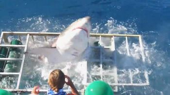 Momento en el que el tiburón asesino rompe la jaula Momento en el que el tiburón asesino rompe la jaula