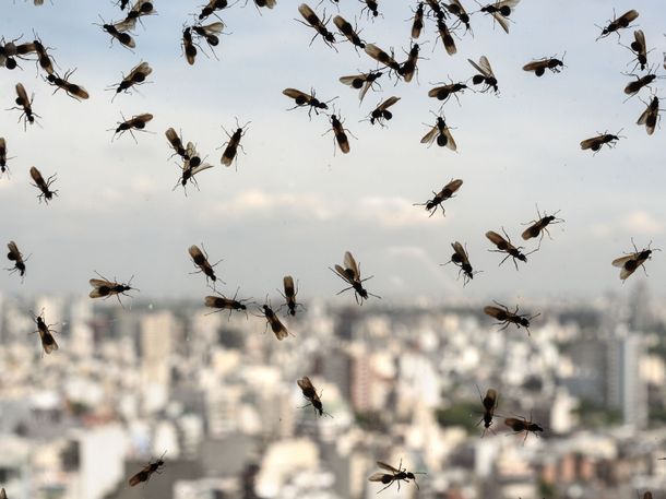 Invasión de hormigas voladoras en AMBA: cuáles son las zonas más afectadas