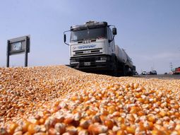 Campo maiz Campo maiz