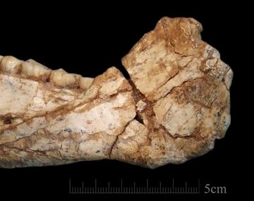 Hallaron en Marruecos los restos de Homo Sapiens más antiguos