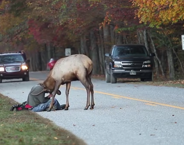Un fotógrafo pasa un mal momento por fotografiar a un alce