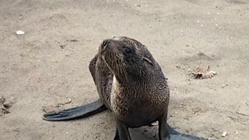 triste postal del ciclon extratropical en mar del plata: un lobito marino quedo varado en la playa triste postal del ciclon extratropical en mar del plata: un lobito marino quedo varado en la playa