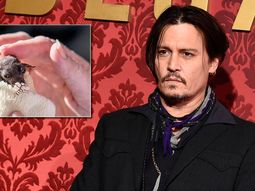 la rara mascota de johnny depp: adopto a un murcielago bebe la rara mascota de johnny depp: adopto a un murcielago bebe