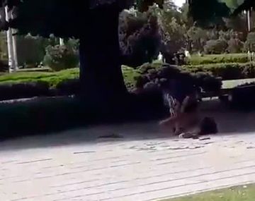 Brutal pelea en La Plata: un hombre apuñaló salvajemente a otro a la vista de todos