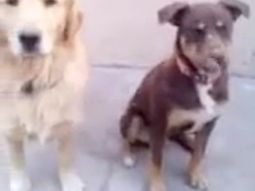 asi obedece un perro decente a su dueno asi obedece un perro decente a su dueno