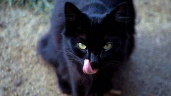 el gato negro que aterroriza a un condado el gato negro que aterroriza a un condado