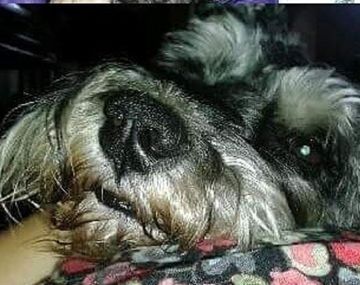 Para encontrar a su perro