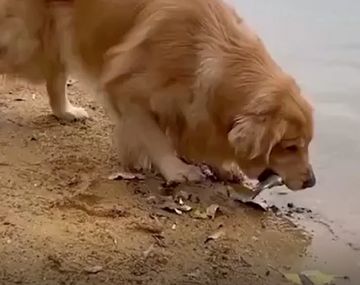 Solidaridad entre especies: un perro le salvó la vida a un pez