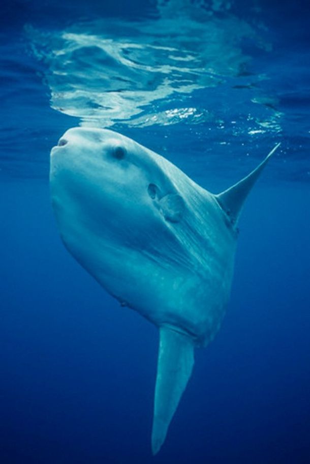Hallazgo: capturan un pez luna de 2 toneladas en Uruguay