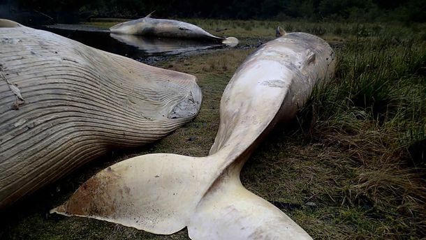 Más de 330 ballenas murieron tras quedar varadas en la Patagonia chilena