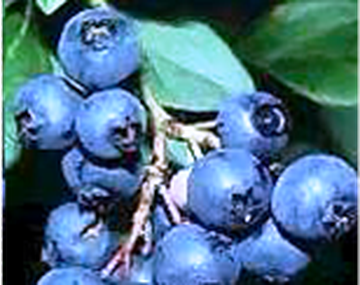 Arandanos