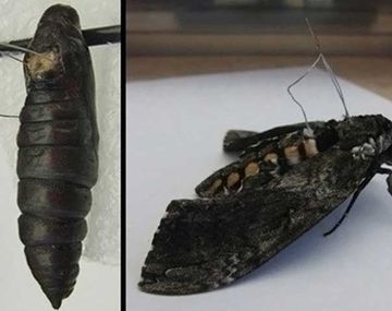 Conocé las nuevas polillas espías