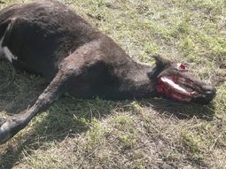 ¿chupacabras? aparecieron vacas mutiladas en cordoba ¿chupacabras? aparecieron vacas mutiladas en cordoba