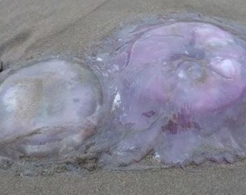 Alarma en el sur de Mar del Plata por extraña aparición