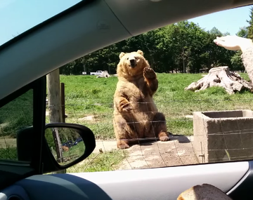 Las piruetas del un oso para obtener comida