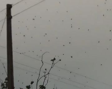 Una lluvia de arañas copan una ciudad de Brasil