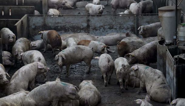 Tras la peste porcina africana, China quiere producir en Argentina millones de toneladas de cerdos
