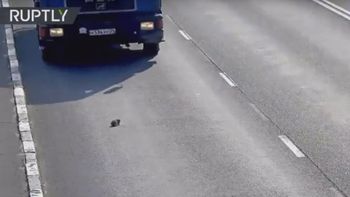 video: un gato indefenso es rescatado en una autopista video: un gato indefenso es rescatado en una autopista