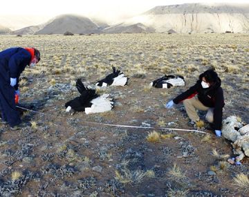 Crédito:&nbsp;www.tiemposur.com.ar